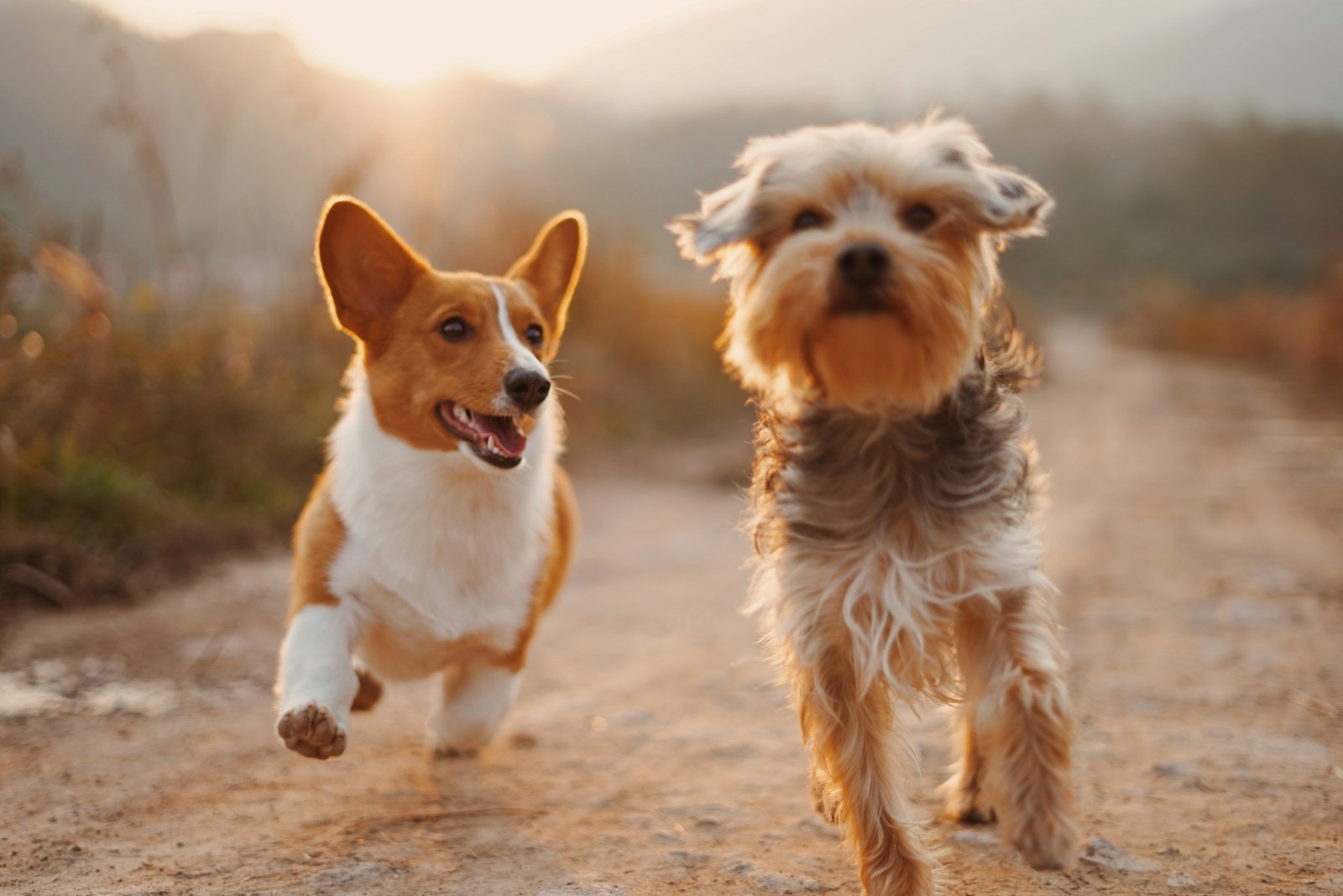 Dogs playing at daycare